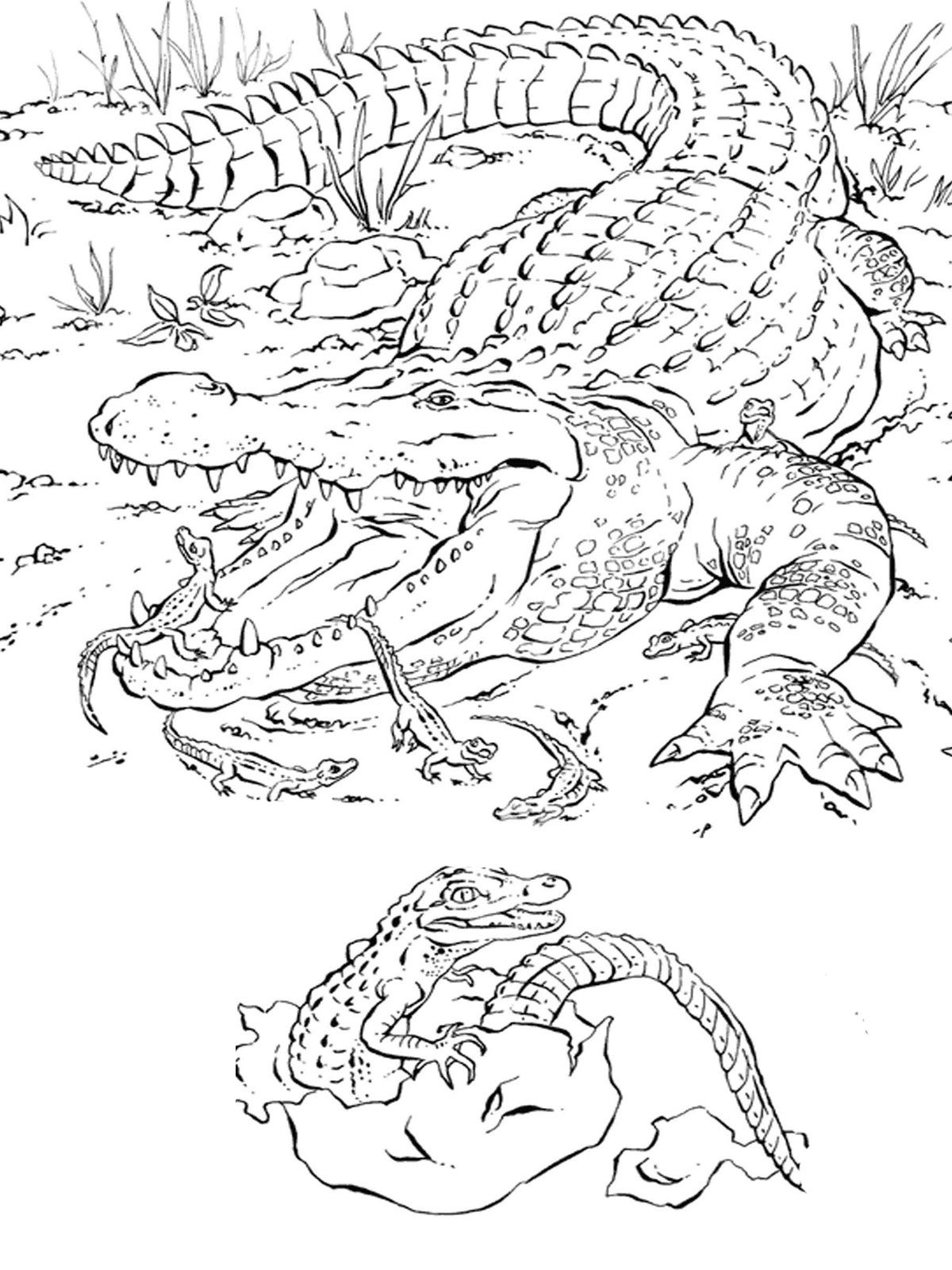 Realistic alligator coloring pages animal coloring books detailed coloring pages baby coloring pages
