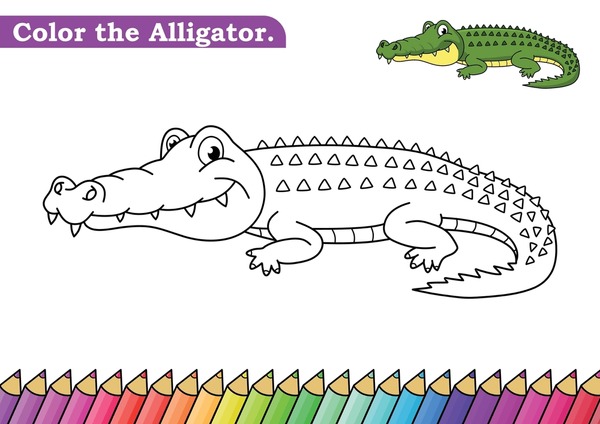 Alligator colouring images stock photos d objects vectors