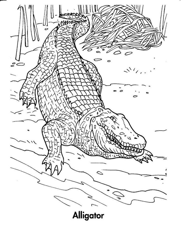Free printable crocodile coloring pages for kids coloring pages for kids coloring pages free coloring pages