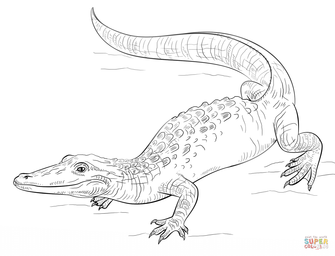 Realistic alligator coloring page free printable coloring pages