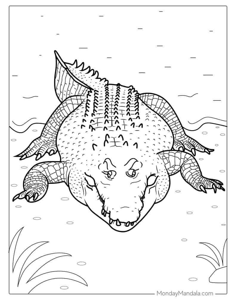 Crocodile coloring pages free pdf printables