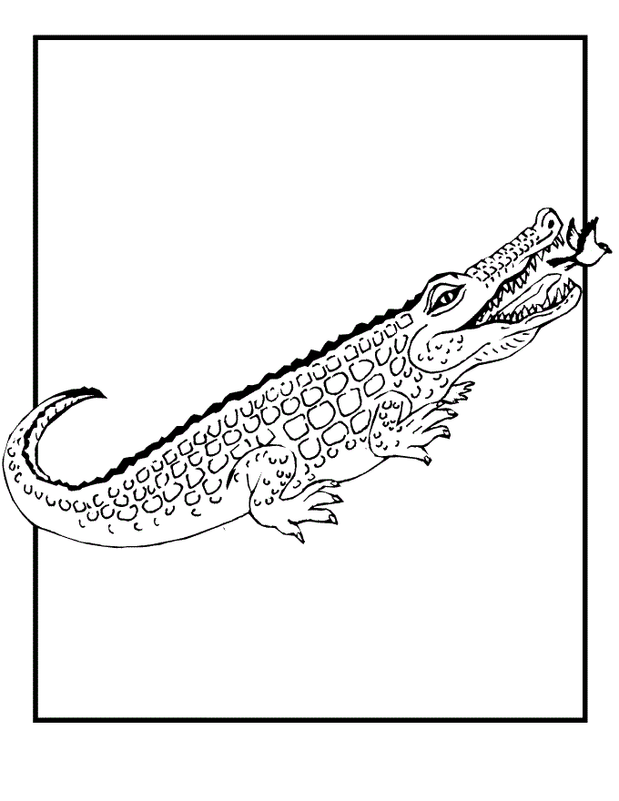 Free printable crocodile coloring pages for kids