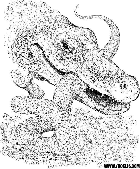 Best picture of alligator coloring pages collection