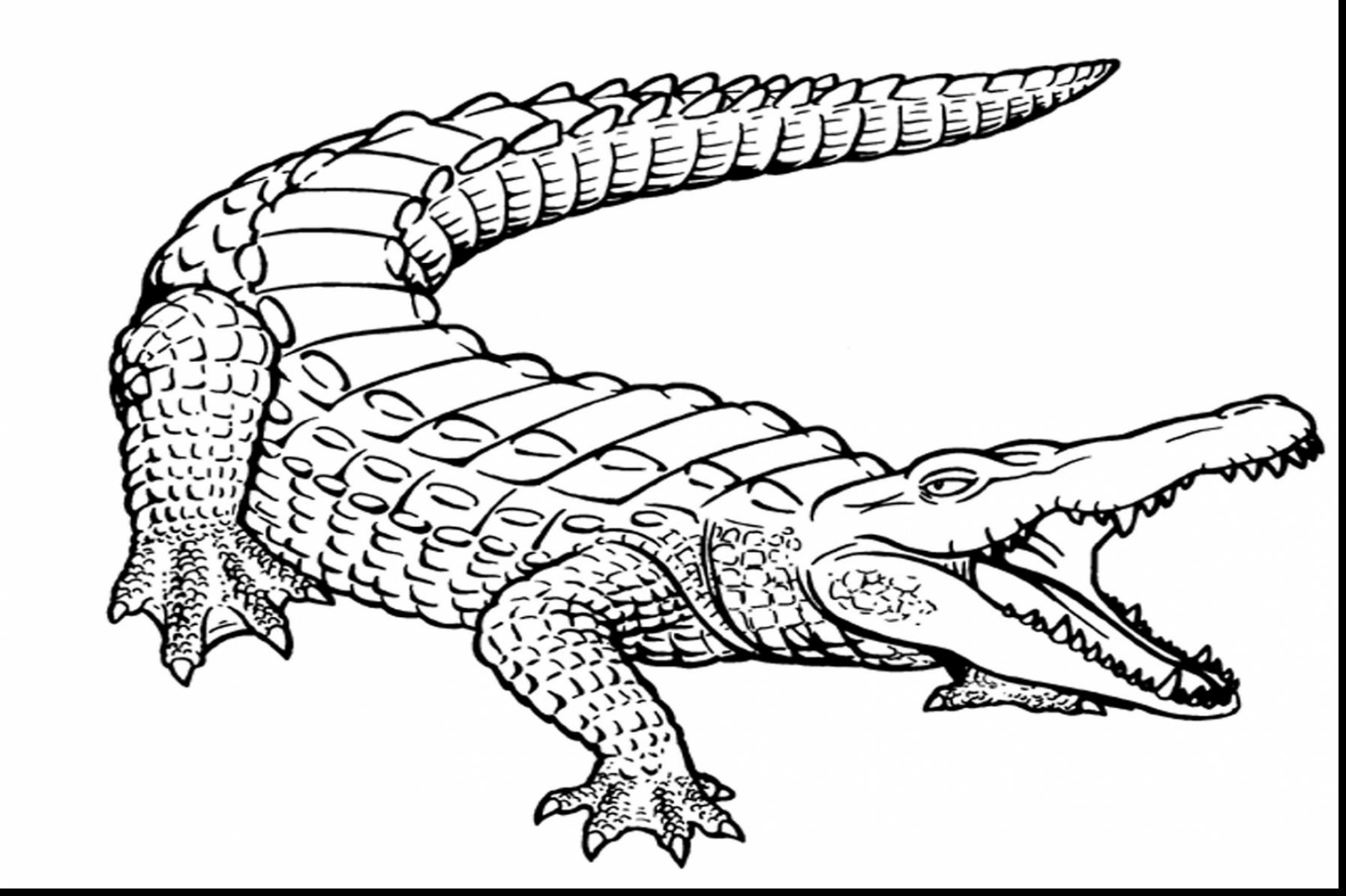 Free printable alligators coloring pages