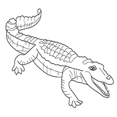 Top free printable crocodile coloring pages online