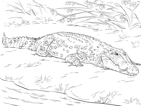 Realistic australian saltwater crocodile coloring page free printable coloring pages