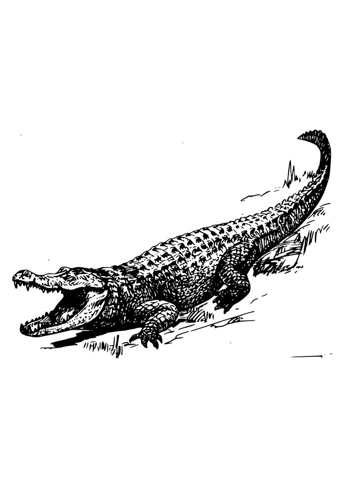 Alligator coloring pages free personalizable coloring pages