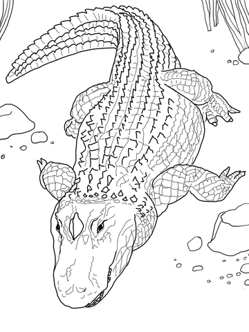 American alligator or mon alligator coloring page free printable coloring pages