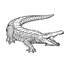 Top free printable alligator coloring pages online