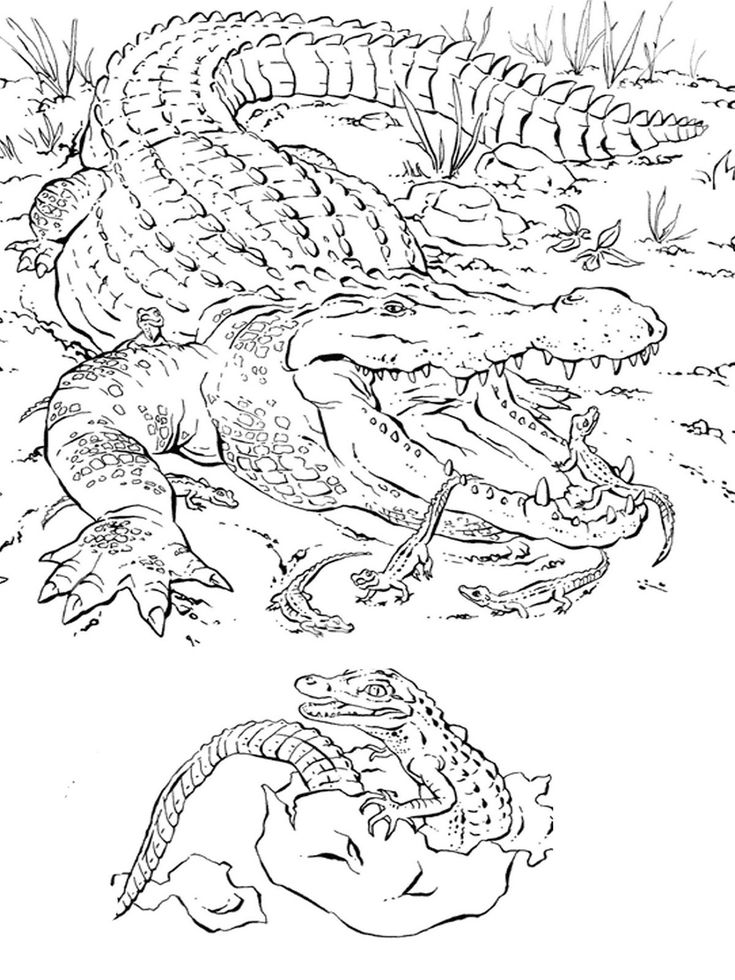 Printable crocodile animal coloring for adults k worksheets animal coloring books horse coloring pages detailed coloring pages