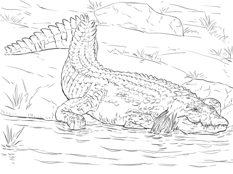 Realistic nile crocodile coloring page from crocodile category select from printable craftâ animal coloring pages coloring pages printable coloring pages