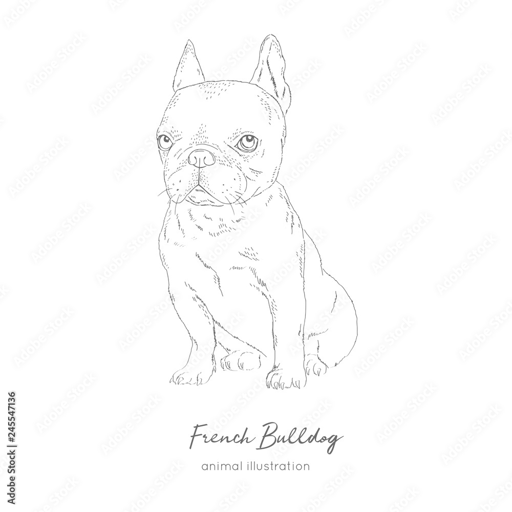 Vector illustration of french bulldog hand drawn ink realistic sketching perfect for logo branding t
