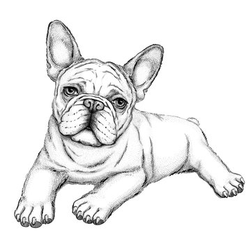Bulldog sketch vector illustration of french bulldog drawn puppy vector