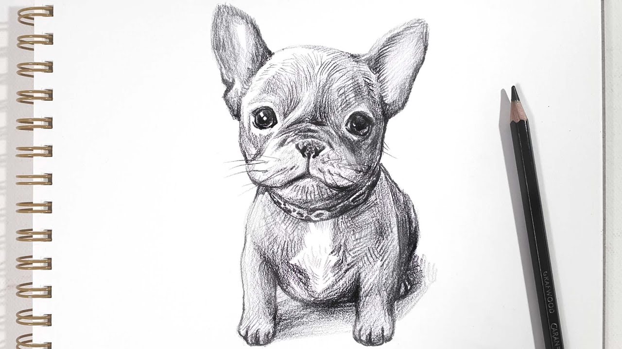 How to draw a french bulldog step by step