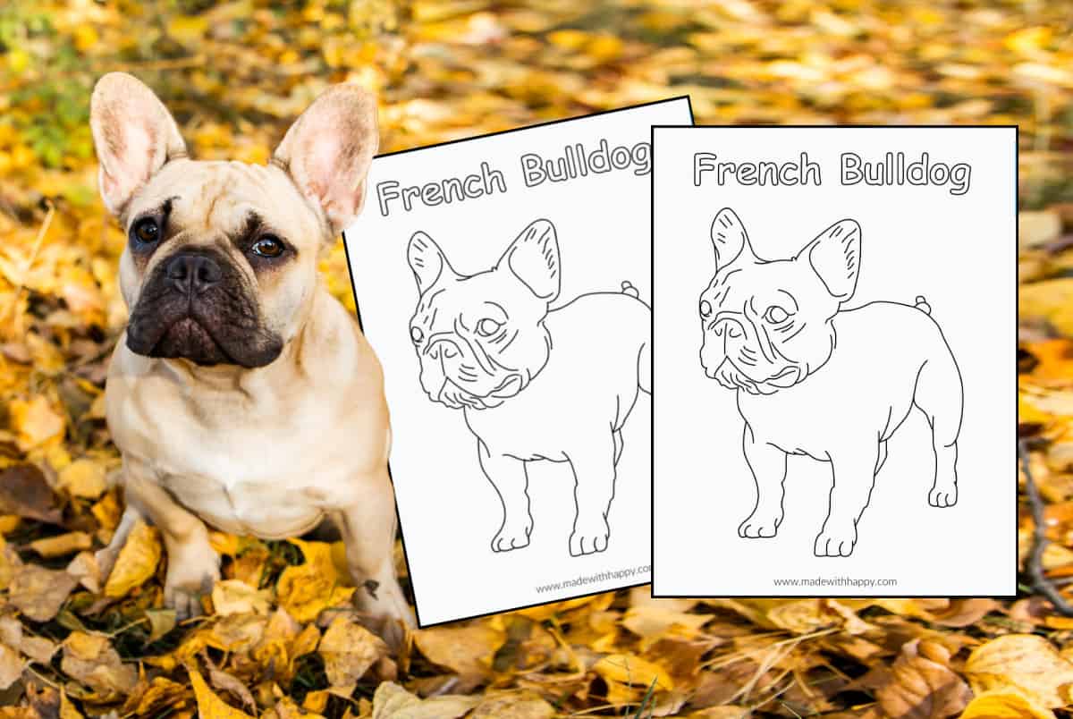 Free printable french bulldog coloring page