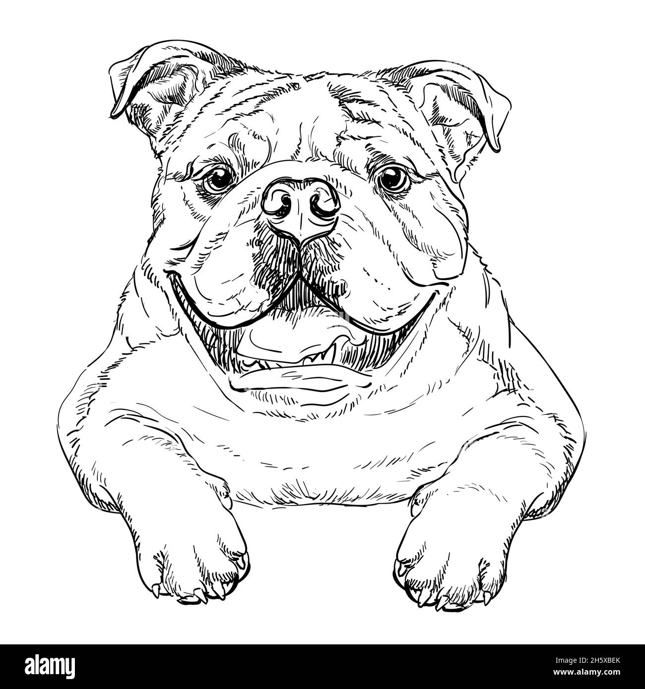 Bulldog drawing black and white stock photos images