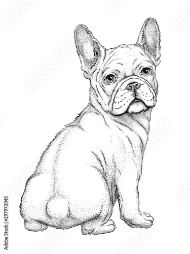 A sketch of a charming french bulldog drawing of a cute dog realistic illustration of a puppy vector