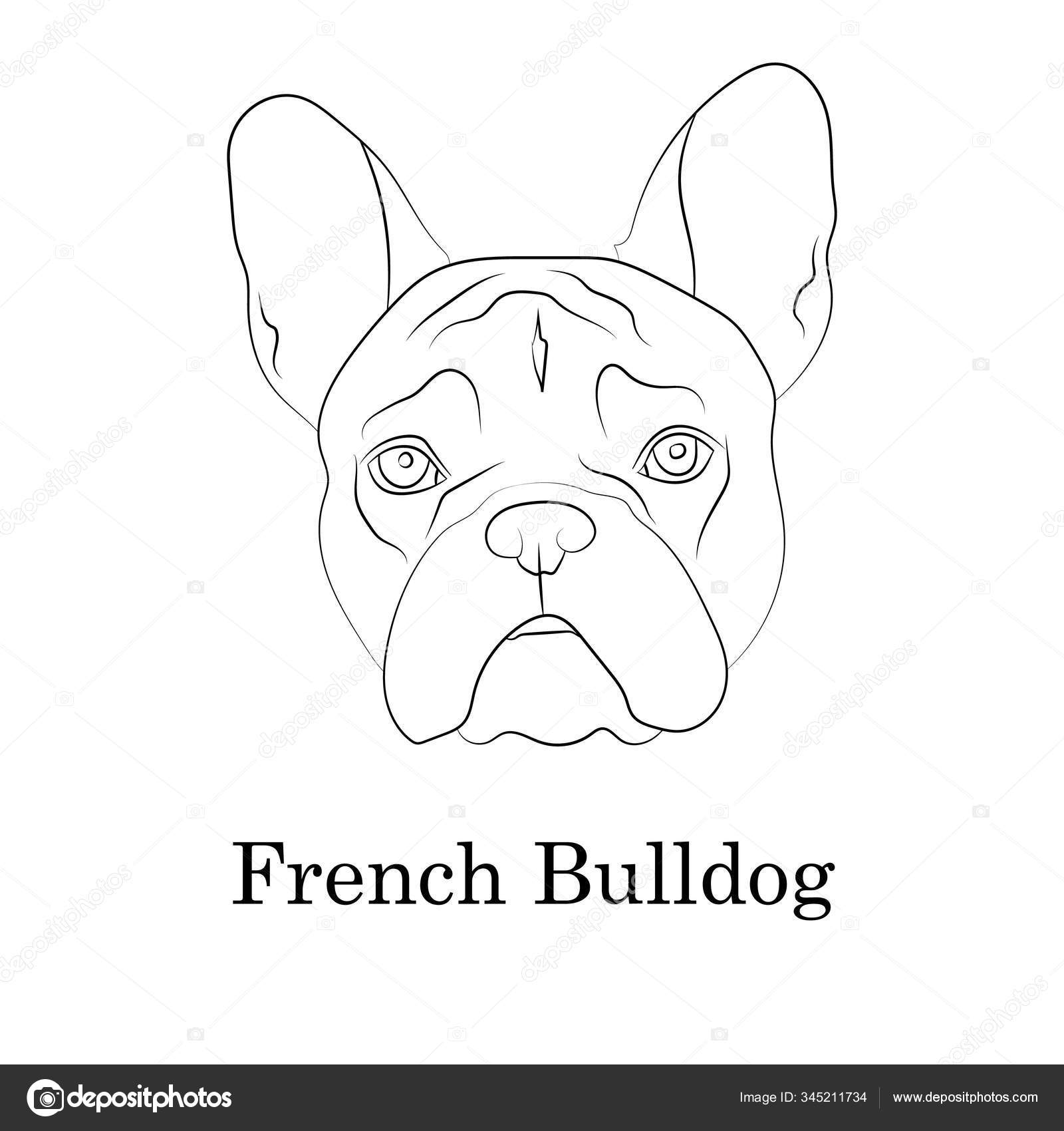 Adorable fawn french bulldog head portrait breed standard logo web site kennel linear contour vector illustration stock vector by maximilian
