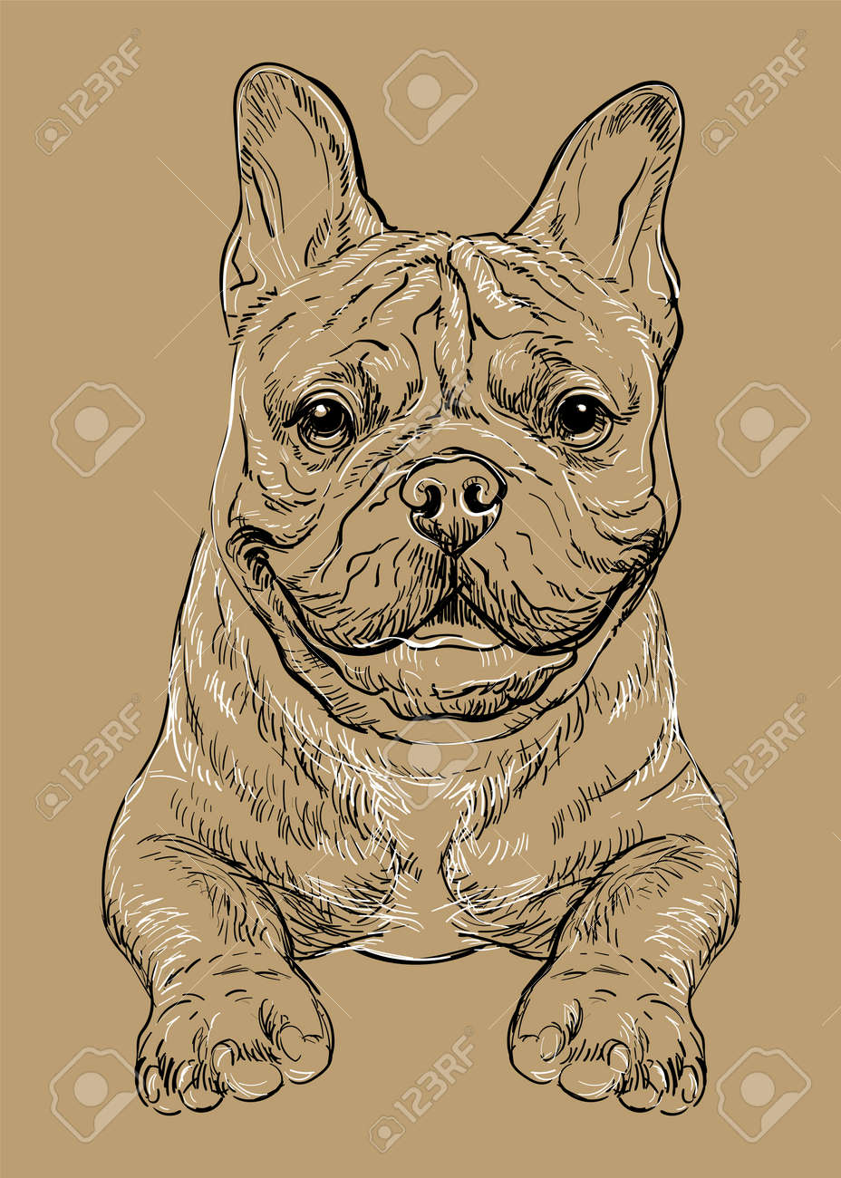 Realistic head of french bulldog dog vector hand drawing illustration isolated on brown background for decoration coloring book pages design print posters postcards stickers t