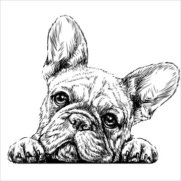 French bulldog drawing images â browse photos vectors and video