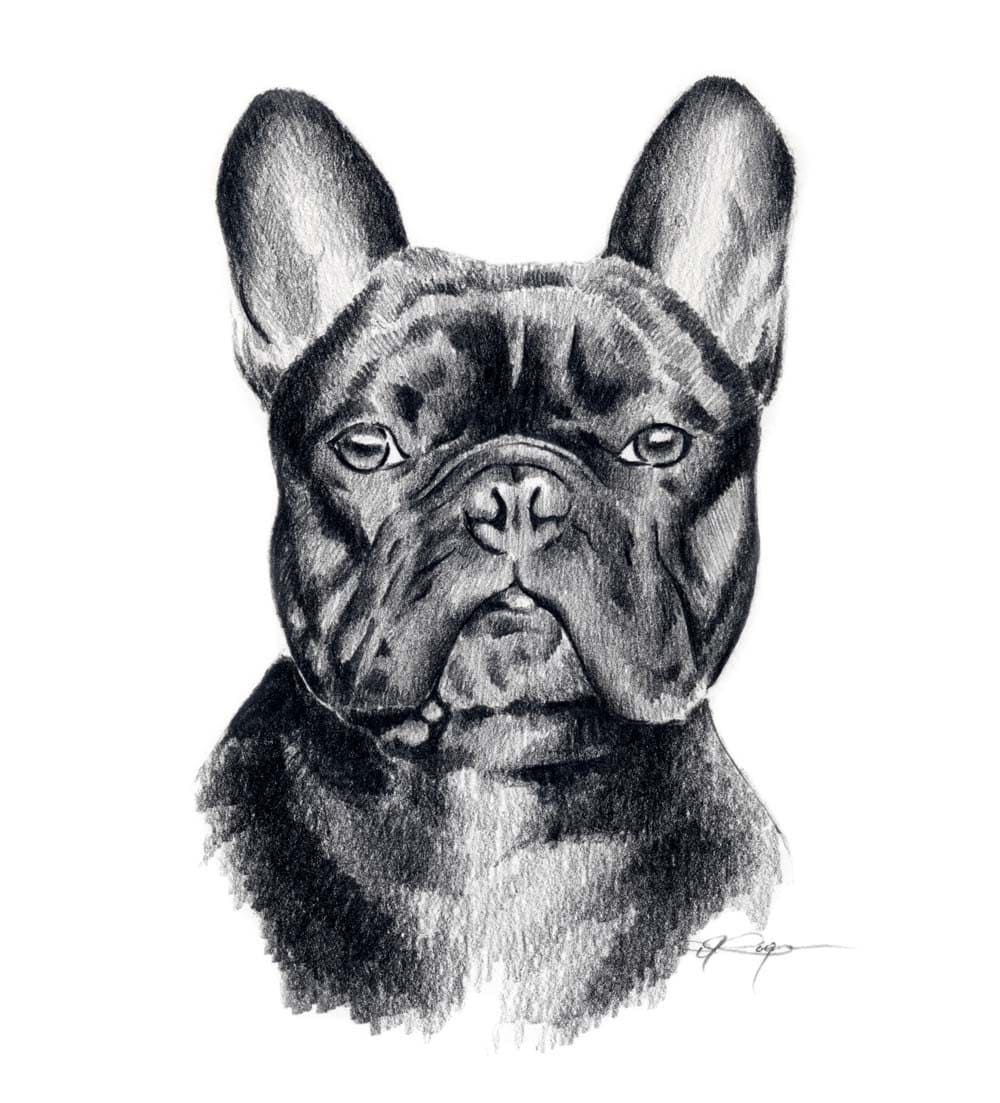 French bulldog dog art print by artist dj rogers