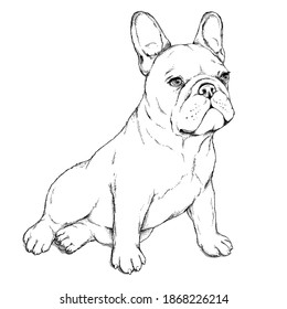 Cute sitting french bulldog sketch vector stock vector royalty free