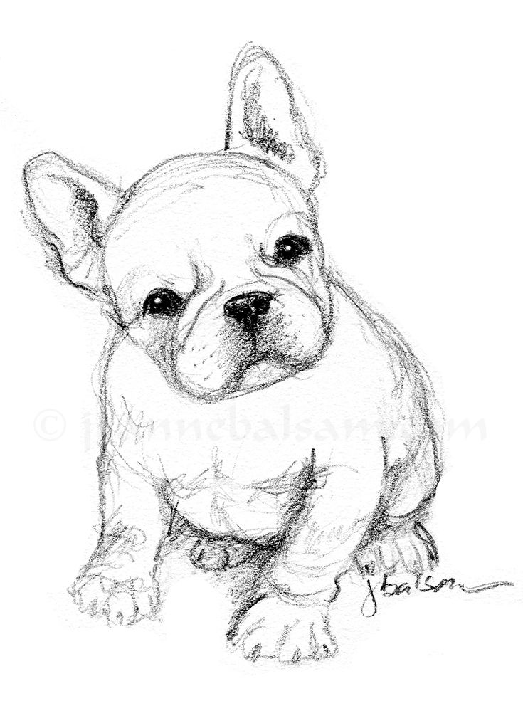 Winsome frenchie pup sketch animal drawings sketches easy animal drawings animal drawings