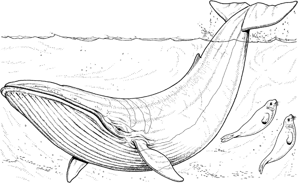 Realistic whale coloring pages whale coloring pages abstract coloring pages coloring pages