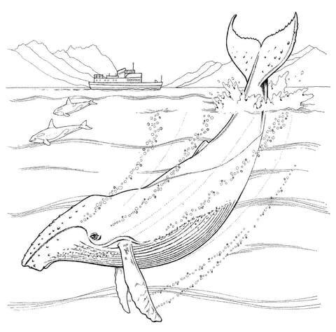 Humpback whale coloring page free printable coloring pages