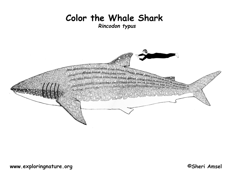 Shark whale coloring page
