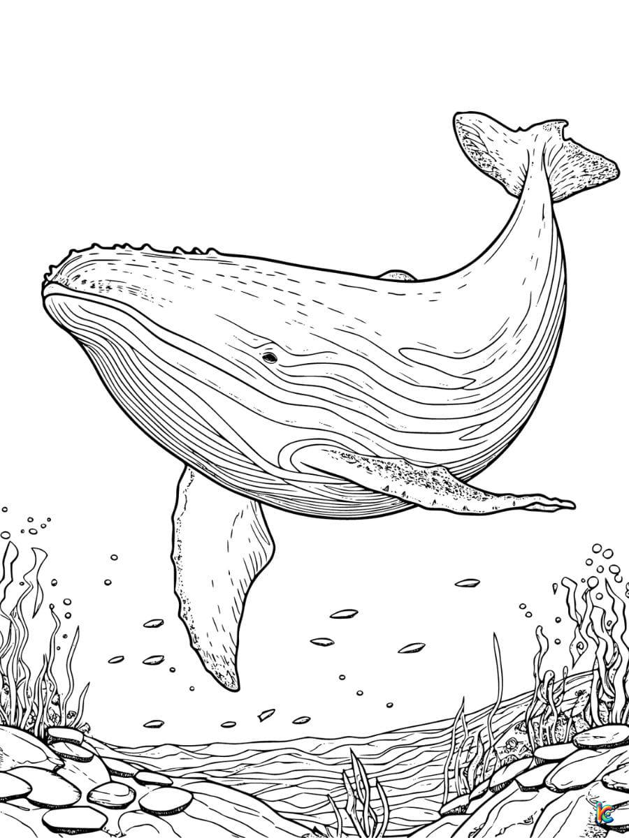 Whale coloring pages â