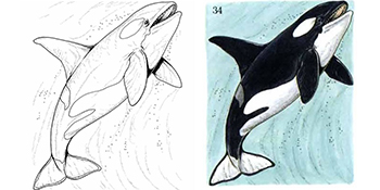 Whales and dolphins coloring book green john books