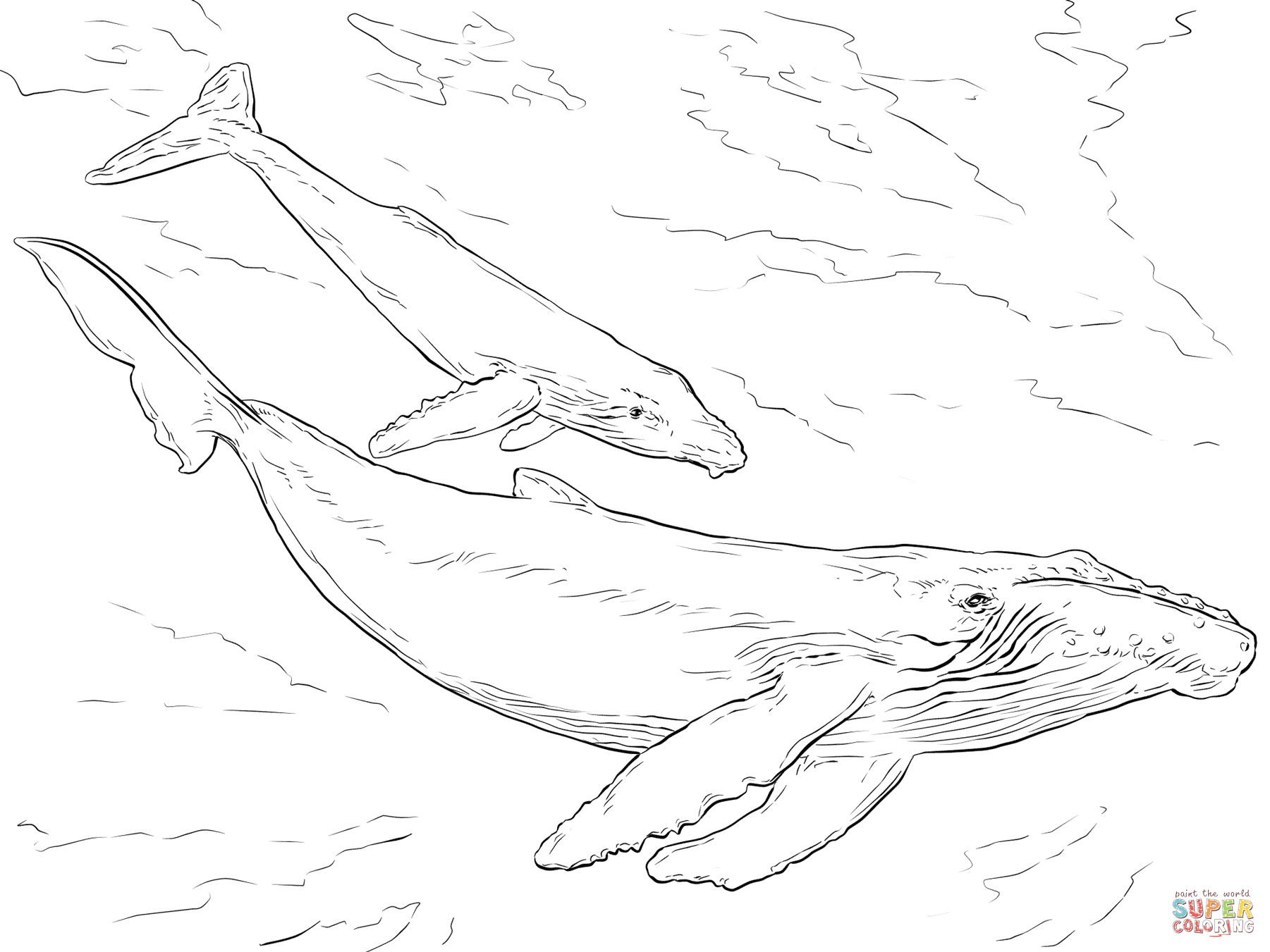 Humpback whales coloring page free printable coloring pages whale coloring pages shark coloring pages whale drawing