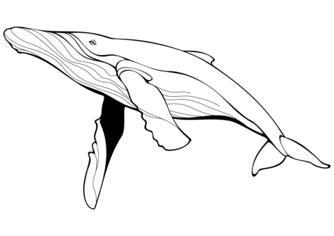 Blue whale coloring pages free coloring pages