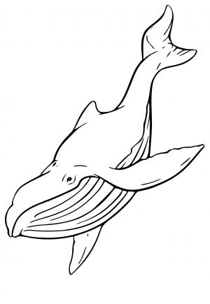Free printable whale coloring pages for adults and kids