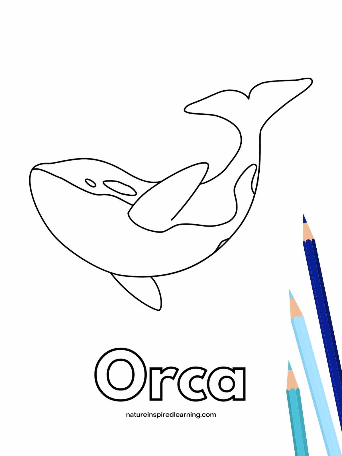 Orca coloring pages for kids