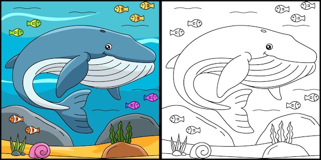 Premium vector blue whale coloring page illustration