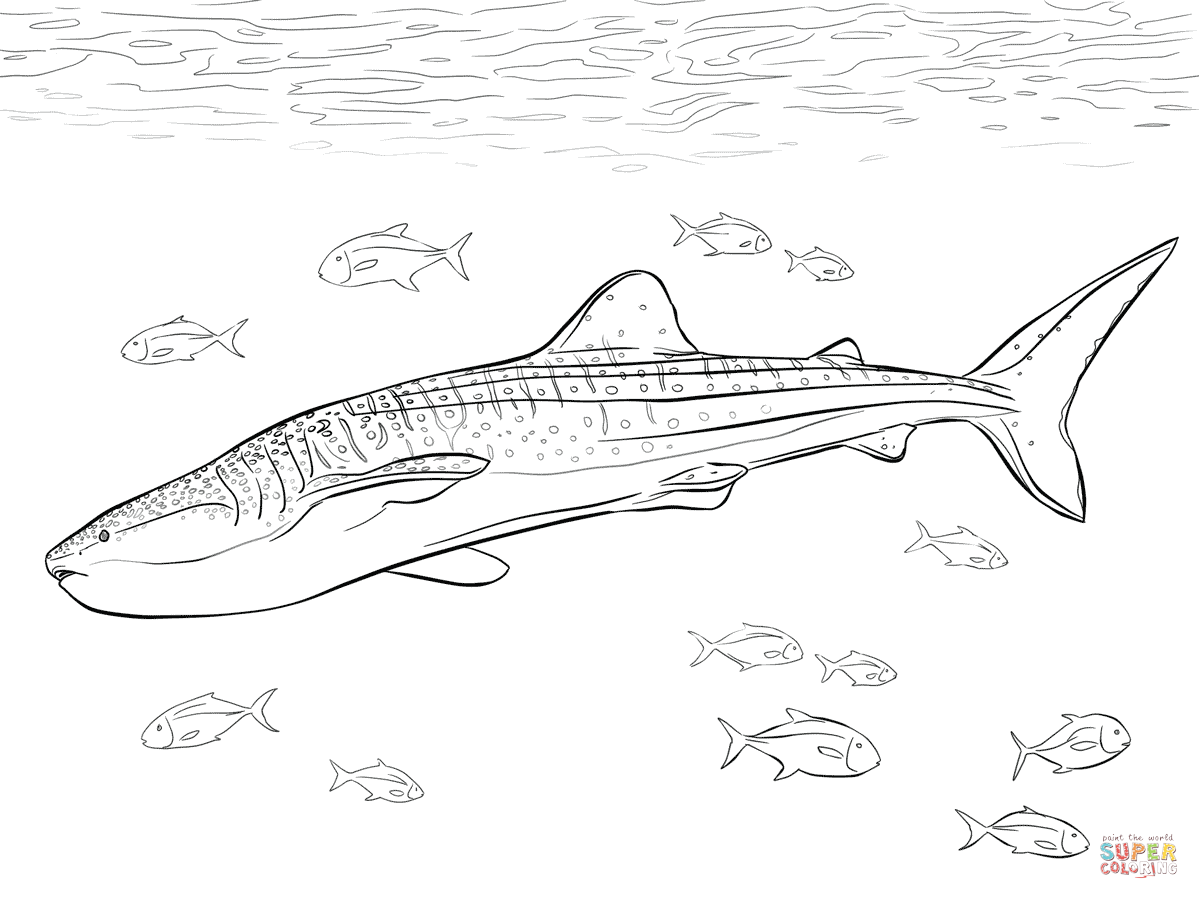 Realistic whale shark coloring page free printable coloring pages