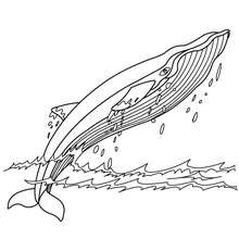 Humpback whale coloring pages