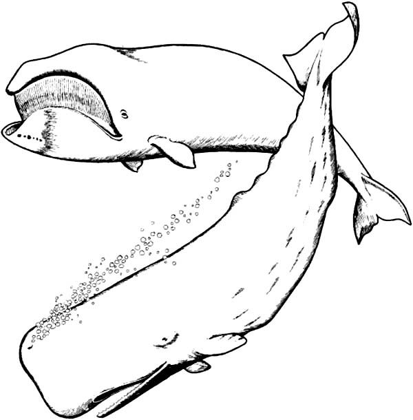 Blue whale and sperm whale coloring page whale coloring pages whale sketch sperm whale