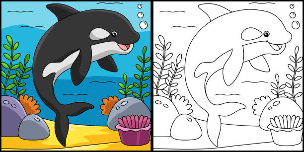 Killer whale coloring book stock illustrations royalty