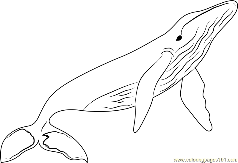 Whales coloring page for kids