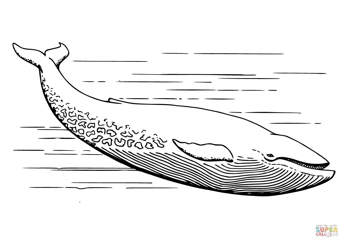 Realistic grey whale coloring page free printable coloring pages