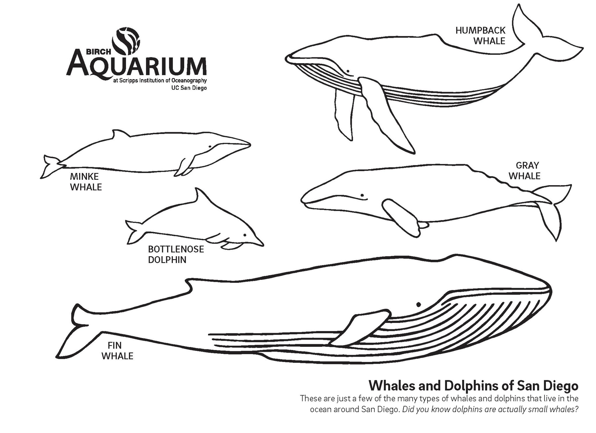 Scripps institution of oceanography on x still feeling inspired by whales get creative with one of birchaquariums new coloring sheets including this whales of sandiego sheet download here httpstcoqvayhc ð we want