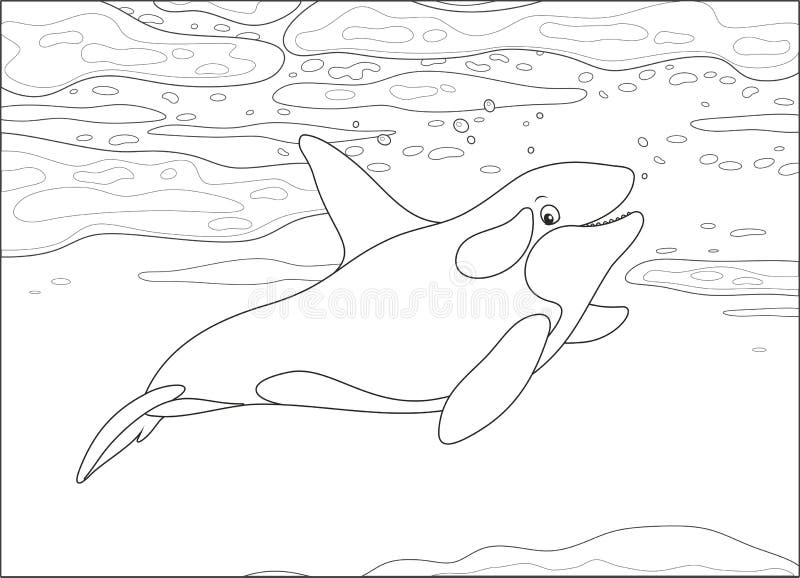 Killer whale swimming in a polar sea stock vector