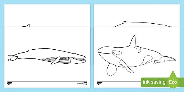Whale outline louring sheets teacher made