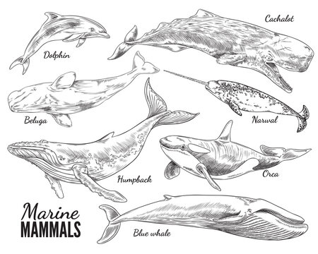 Whale drawing images â browse photos vectors and video