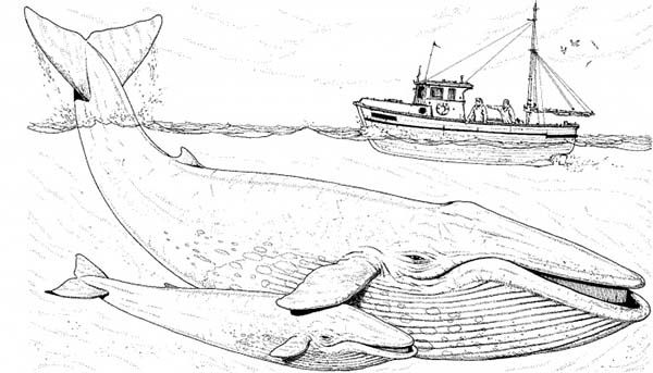 Fishing boat over two blue whale coloring page whale coloring pages blue whale coloring pages