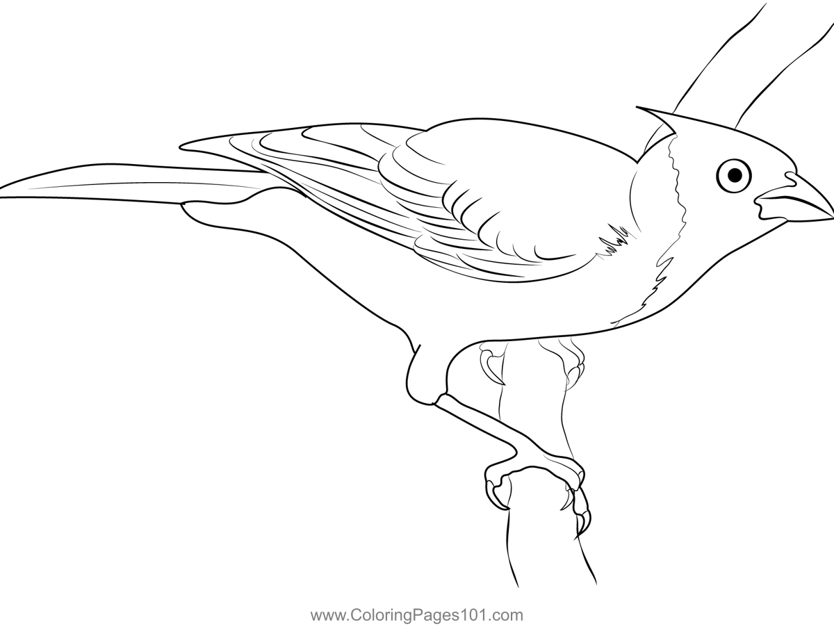 Red birds brazil cardinal coloring page red birds coloring pages printable coloring pages