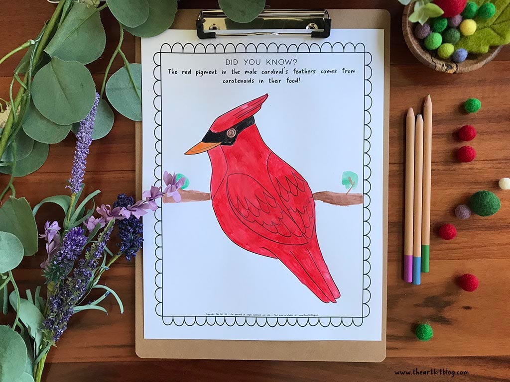 Cardinal coloring page with fun fact free printable â the art kit